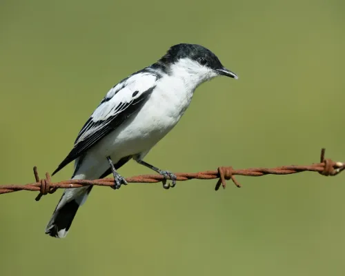 File:Lalage tricolor - Bushells Lagoon.jpg