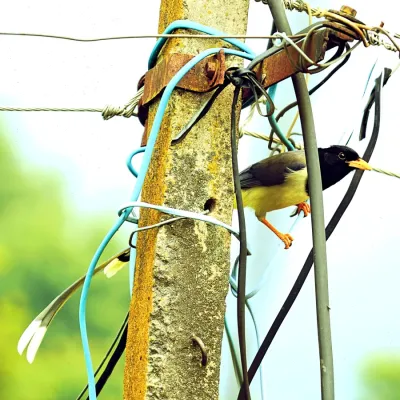 File:Yellow-billed blue magpie or gold-billed magpie (Urocissa flavirostris), Kandwari village, Palampur, Himachal Pradesh, (Himalayas), INDIA.jpg