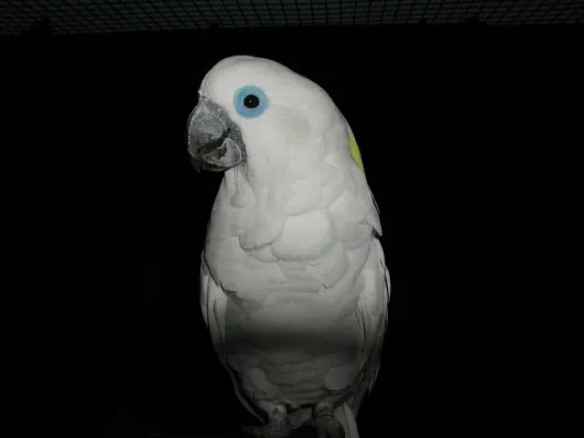 File:Cacatua ophthalmica -Vogelpark Walsrode-6b.jpg