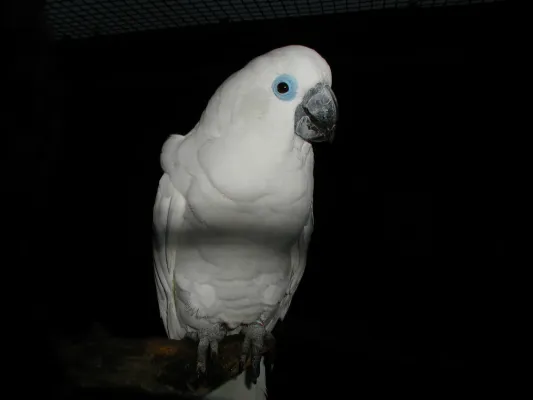 File:Cacatua ophthalmica -Vogelpark Walsrode-6c.jpg