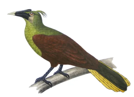File:Psarocolius (bifasciatus) yurucares - Castelnau.jpg