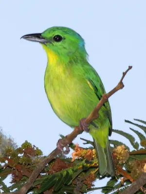 File:Vireolanius pulchellus -Panama-8a 2.jpg