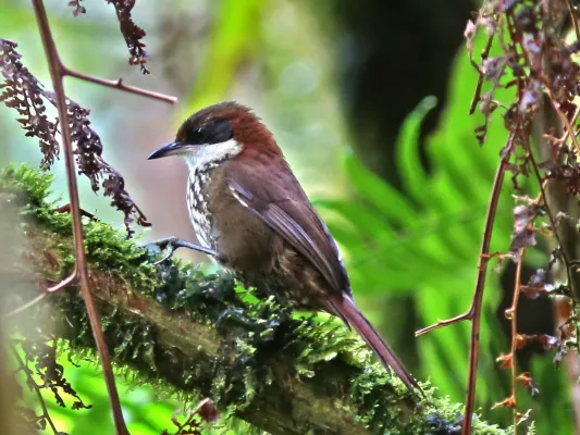 File:Roraimia adusta - Roraiman Barbtail; Gran Sabana, Venezuela.jpg
