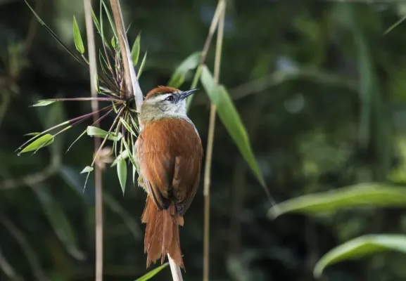 File:Cranioleuca marcapatae - Marcapata Spinetail (nominate ssp.).jpg
