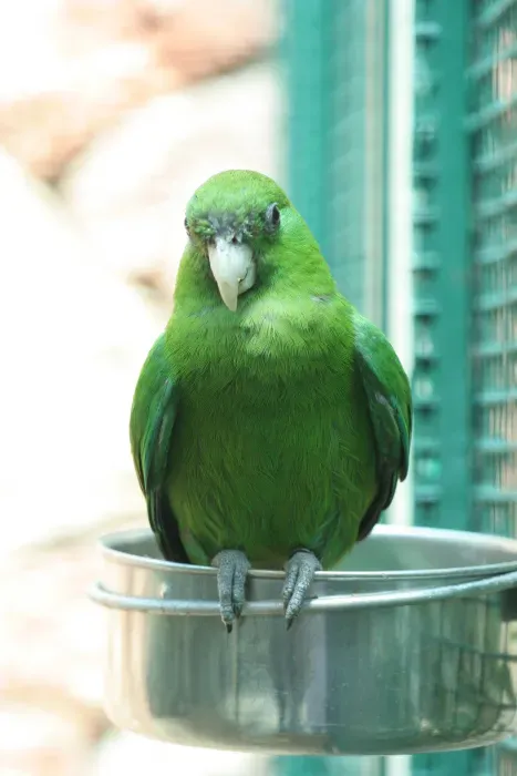 File:Triclaria malachitacea -Vogelpark Walsrode -female-8a.jpg