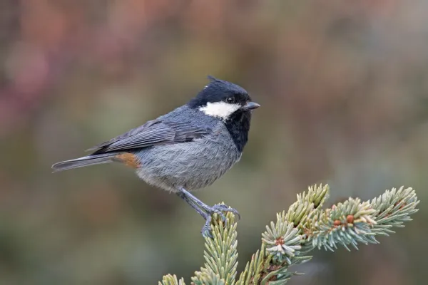 File:Periparus rubidiventris, Garze Tibetan Autonomous Prefecture, Sichuan 1.jpg