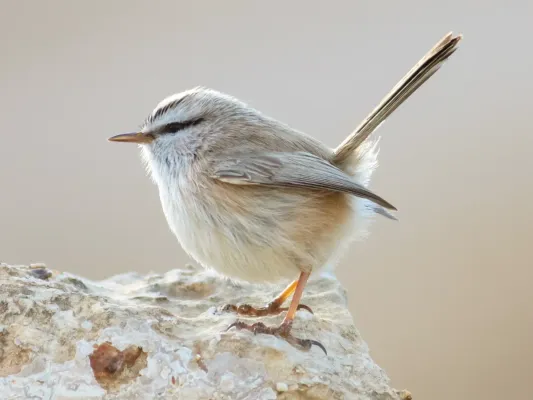 File:Scotocerca inquieta - Israel (cropped2) (cropped).jpg