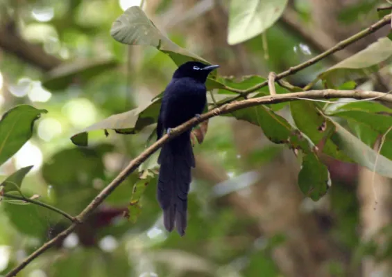 File:Seychelles Paradise Flycatcher - Terpsiphone corvina 2 (cropped).jpg