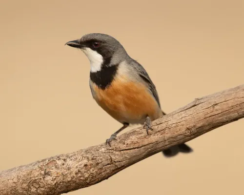File:Pachycephala rufiventris male 1 - Glen Davis.jpg