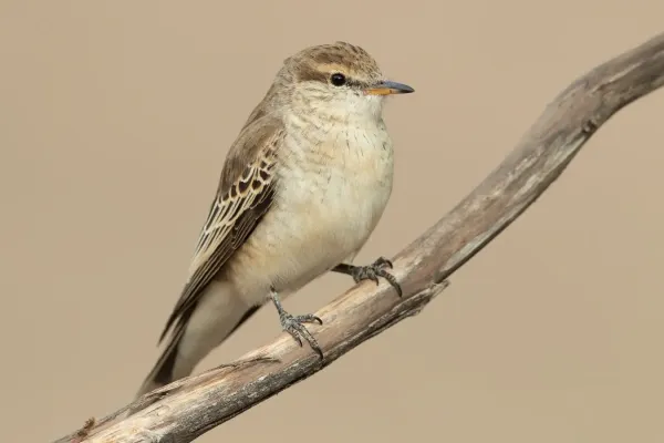 File:Lalage tricolor female - Glen Davis.jpg