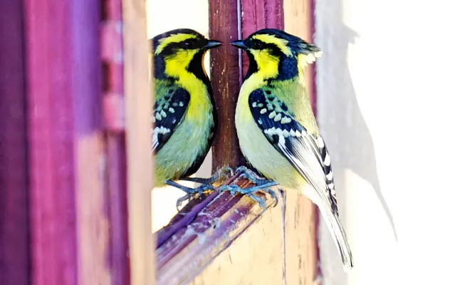 File:Himalayan Black Lored Tit, (Machlolophus xanthogenys)-3, Kandbari village, Palampur, Himachal Pradesh, INDIA by Avyakta.jpg
