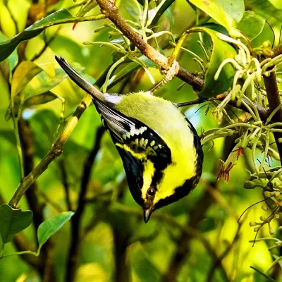 File:Himalayan Black Lored Tit, (Machlolophus xanthogenys)-2, Kandbari village, Palampur, Himachal Pradesh, INDIA by Avyakta.jpg