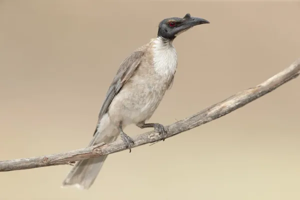 File:Philemon corniculatus 2 - Glen Davis.jpg