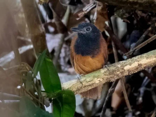 File:Akletos melanoceps - White-shouldered Antbird (female); River Moa, Mancio Lima, Acre, Brazil.jpg