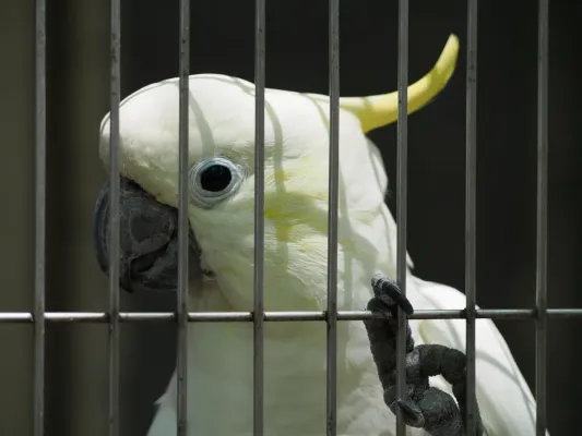 File:Cacatua sulphurea Yumemigasaki Zoo P6179408.jpg