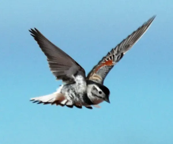 File:Rhynchophanes mccownii southern Canada (cropped).jpg
