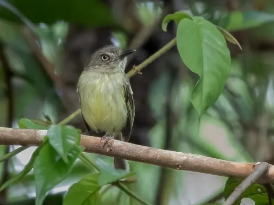 File:Hemitriccus iohannis - Johannes's Tody-Tyrant; Cruzeiro do Sul, Acre, Brazil.jpg
