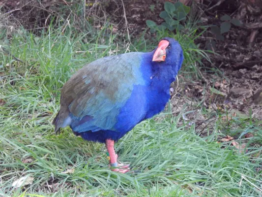 File:Porphyrio hochstetteri 23982582.jpg