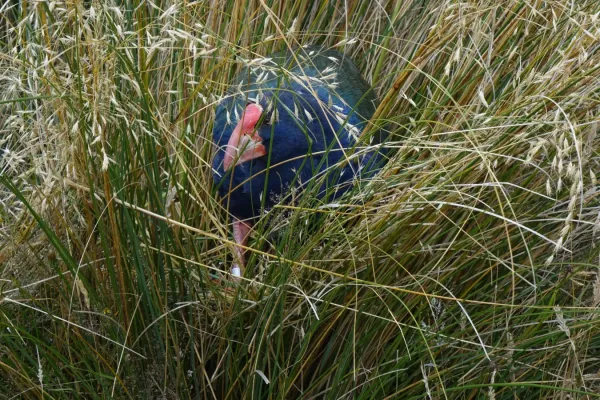 File:Porphyrio hochstetteri 3043610.jpg