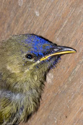 File:Anthornis melanura 27802130.jpg
