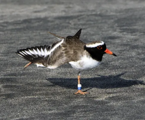 File:Thinornis novaeseelandiae 14360571.jpg