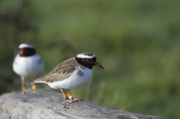 File:Thinornis novaeseelandiae 1223306.jpg