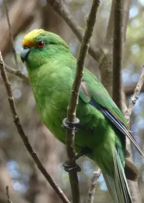 File:Cyanoramphus malherbi 19584876.jpg