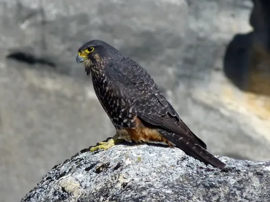 File:Falco novaeseelandiae 2847968.jpg