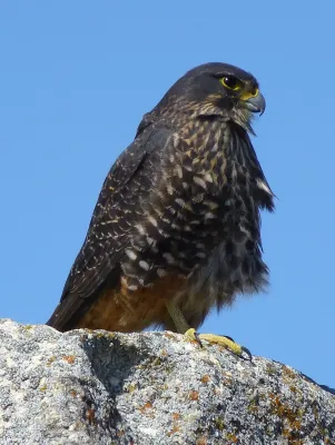 File:Falco novaeseelandiae 2847966.jpg