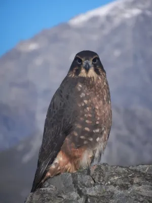 File:Falco novaeseelandiae 1256724.jpg