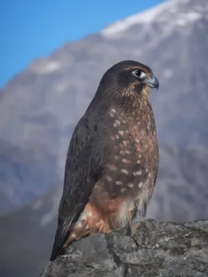File:Falco novaeseelandiae 1256723.jpg