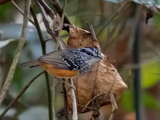 File:Hypocnemis peruviana - Peruvian Warbling-Antbird (male); Cruzeiro do Sul, Acre, Brazil.jpg