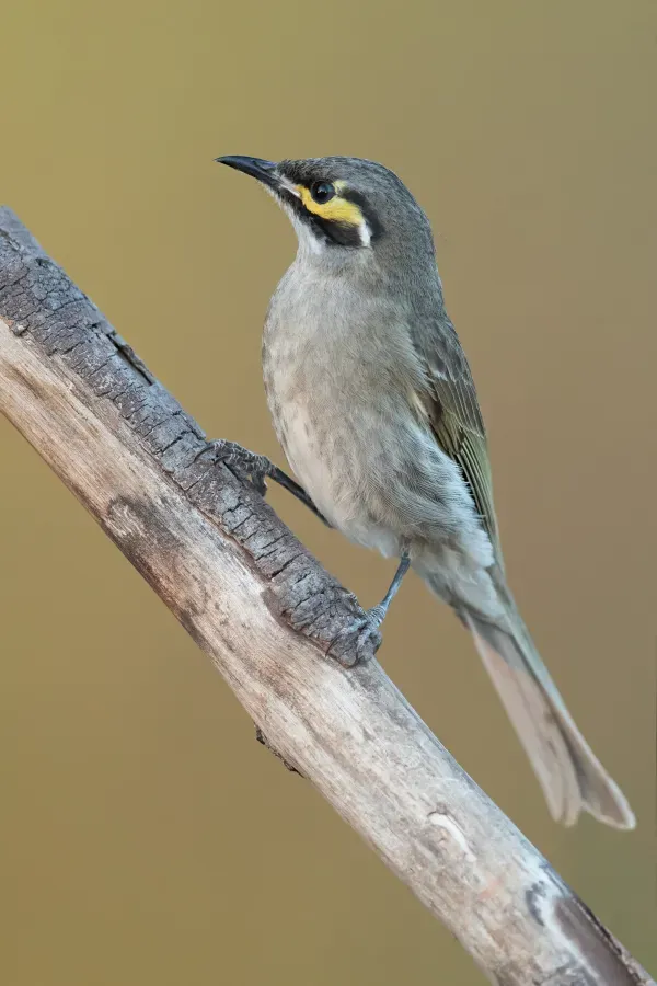 File:Caligavis chrysops - Glen Alice.jpg