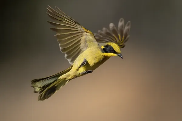 File:Lichenostomus melanops - Glen Alice.jpg