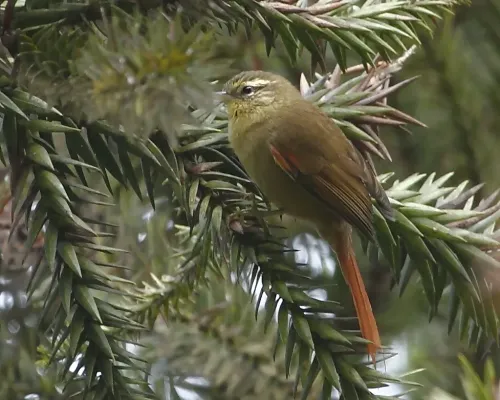 File:Cranioleuca obsoleta - Olive Spinetail; Urupema, Santa Catarina, Brazil.jpg