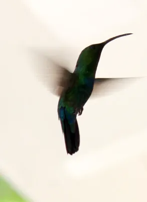 File:Eulampis holosericeus a2.jpg