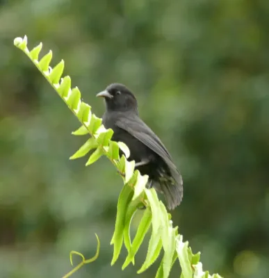 File:Pinaroloxias inornata P1150966a.jpg