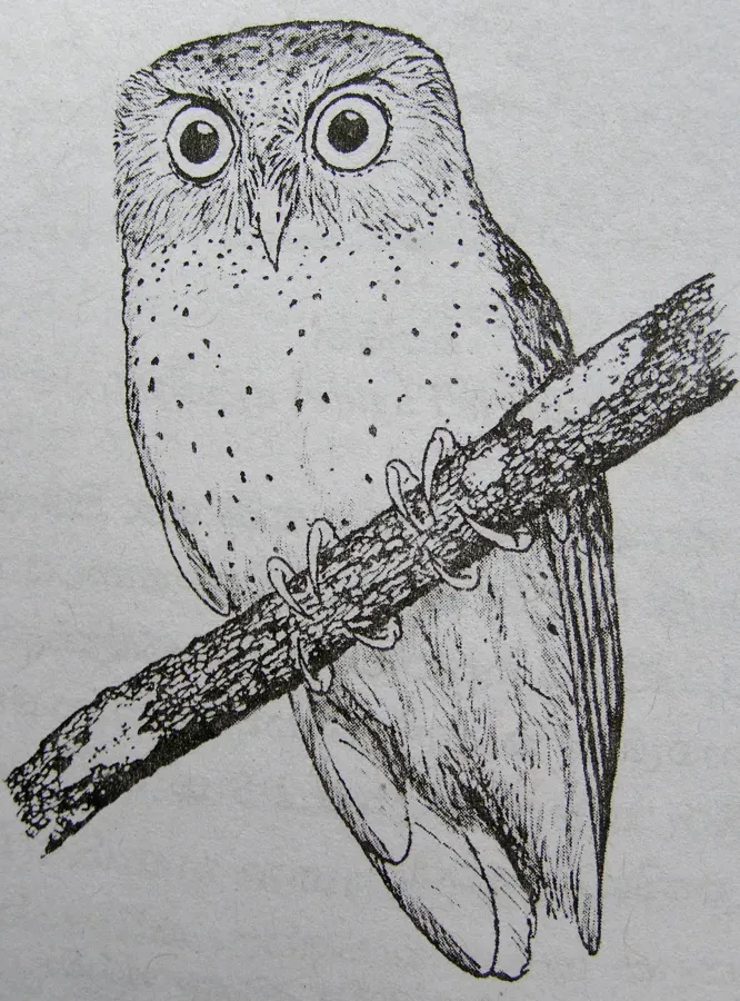 File:Otus thilohoffmanni ManjulaSW.jpg