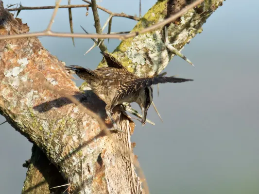 File:Campylorhynchus rufinucha, near Chavarrillo, Xalapa, Veracruz, Mexico (crop).jpg