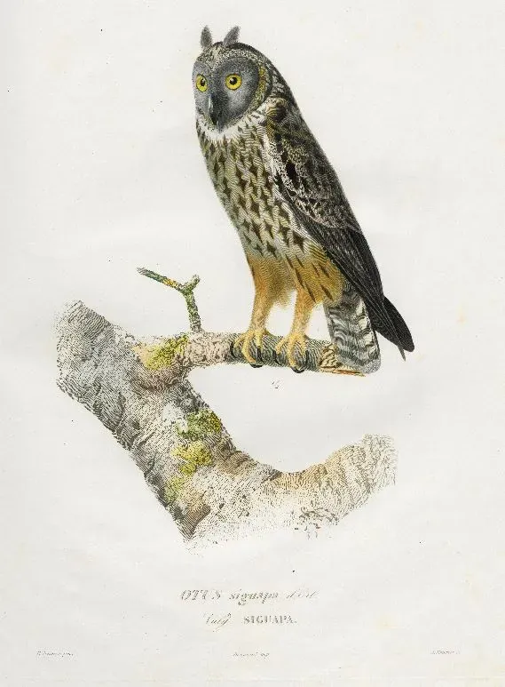 File:Asio stygius siguapa.jpg