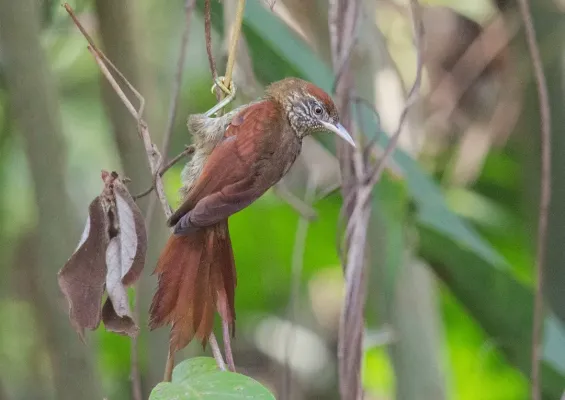 File:Cranioleuca muelleri - Scaled Spinetail; Mazagão, Amapá, Brazil.jpg