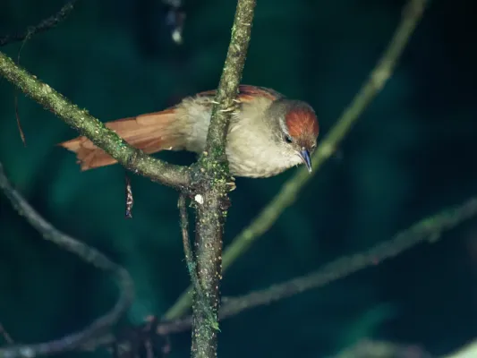 File:Cranioleuca curtata - Ash-browed Spinetail.jpg