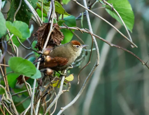 File:Cranioleuca antisiensis antisiensis - Line-cheeked Spinetail.jpg