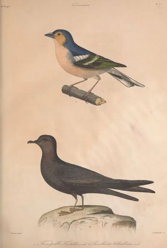 File:Fringilla coelebs canariensis Bulweria bulwerii.jpg
