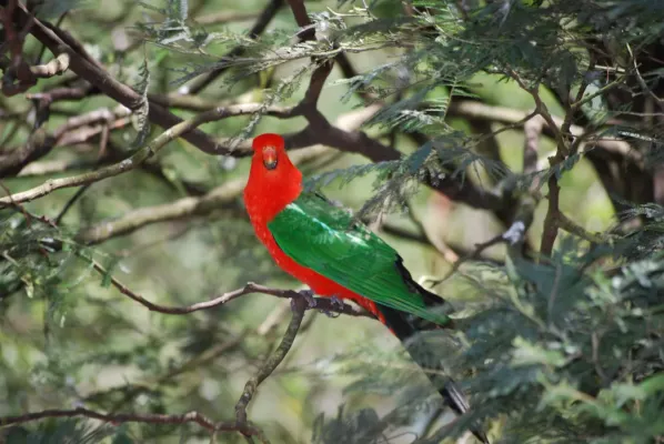 File:Alisterus chloropterus -Grant's picnic ground -in tree-8.jpg
