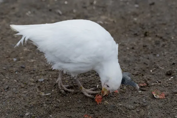 File:2019-03-03 142 Snowy sheathbill (Chionis albus), Barrientos Island, Antarctica.jpg