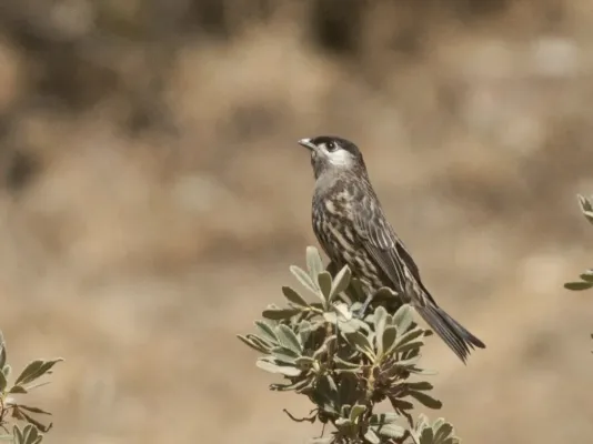 File:Zaratornis stresemanni - White-cheeked Cotinga.jpg