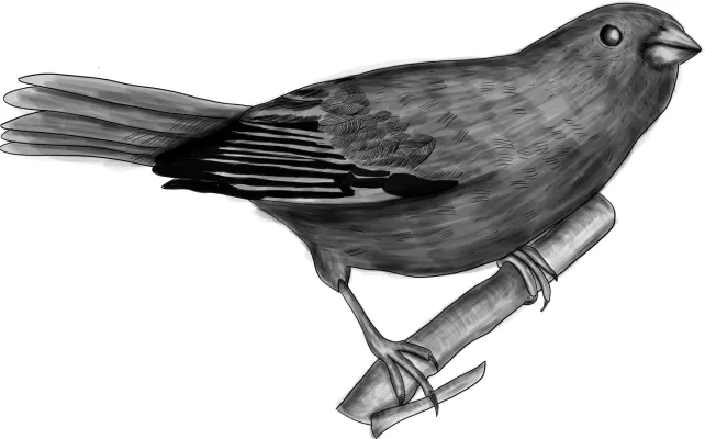 File:Haplospiza unicolor BYN.jpg