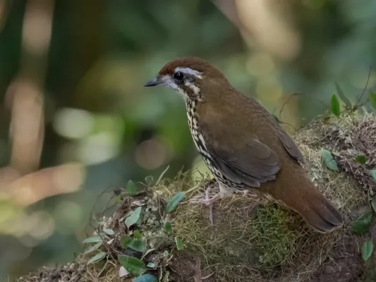 File:Chamaeza meruloides - Such's Anttrush; Iporanga, São Paulo, Brazil.jpg