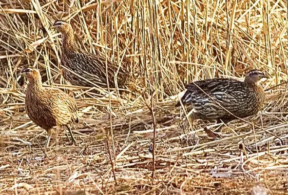 File:Pternistis bicalcaratus (cropped).jpg